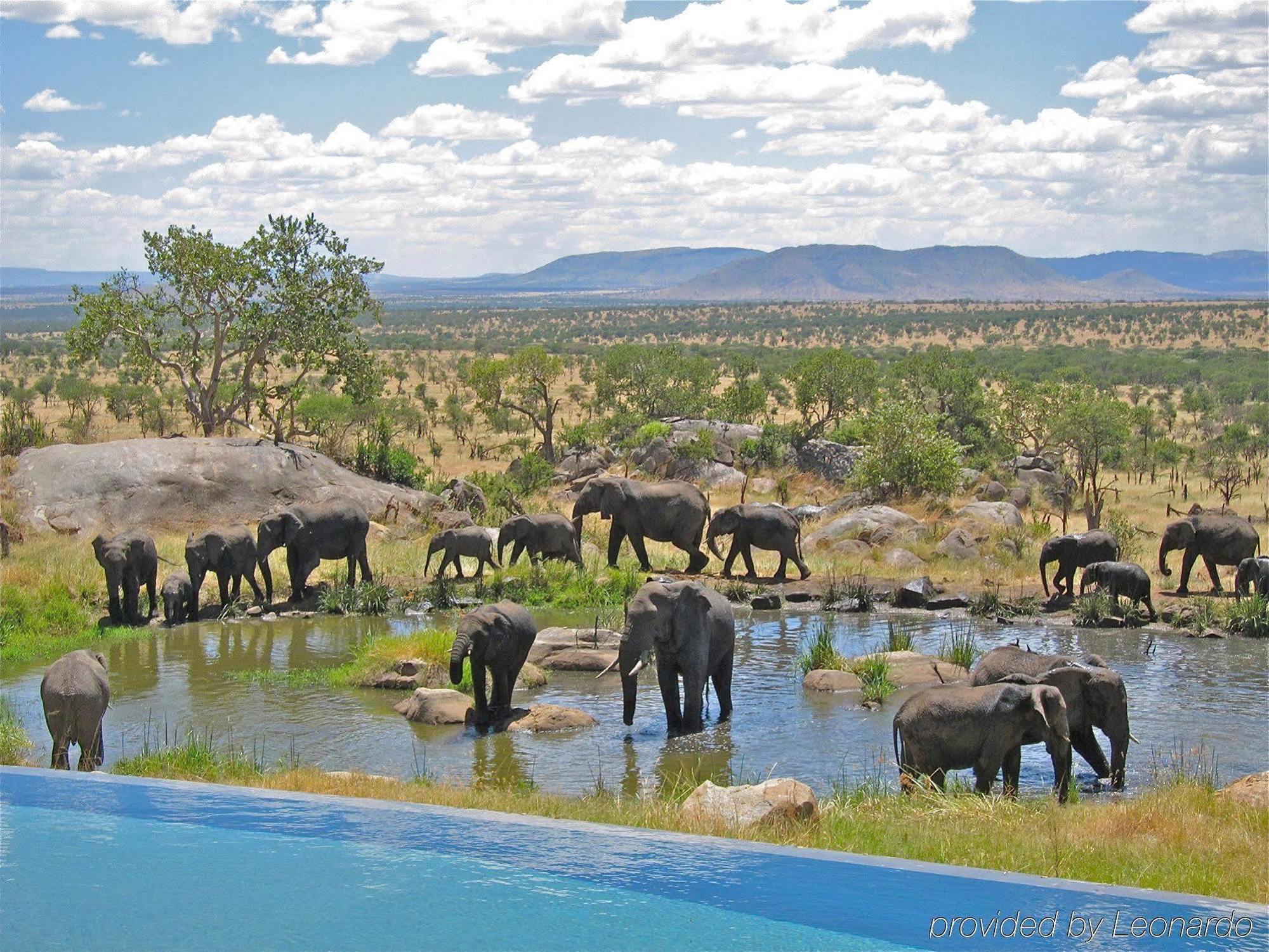 Four Seasons Safari Lodge Σερενγκέτι Εξωτερικό φωτογραφία
